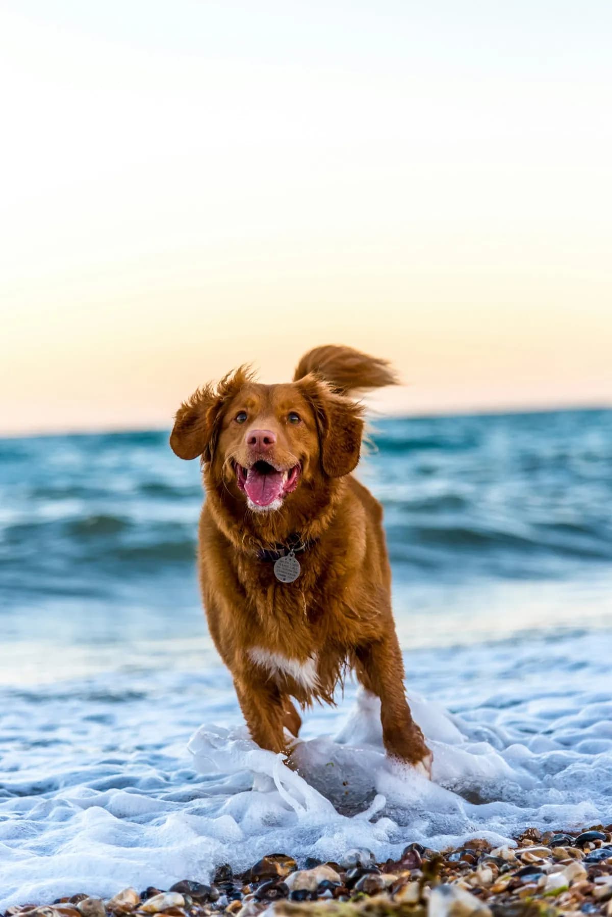 Happy dog running through ocean waves on a beach