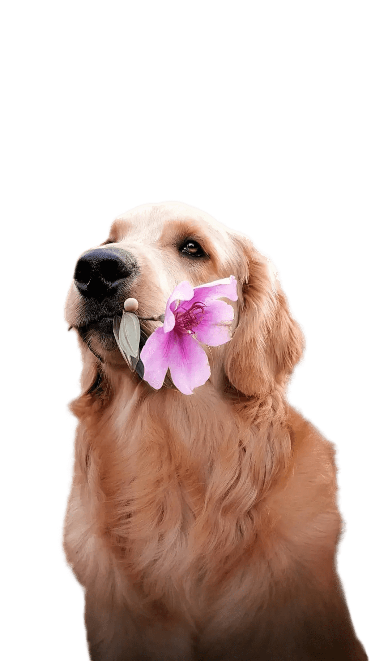 Golden retriever holding a pink flower in its mouth