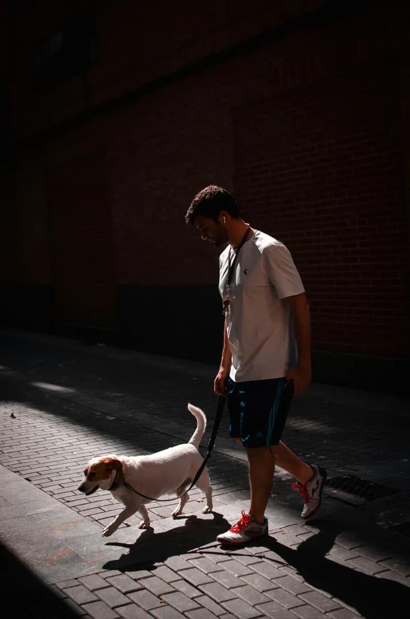 Person walking their dog in warm sunlight