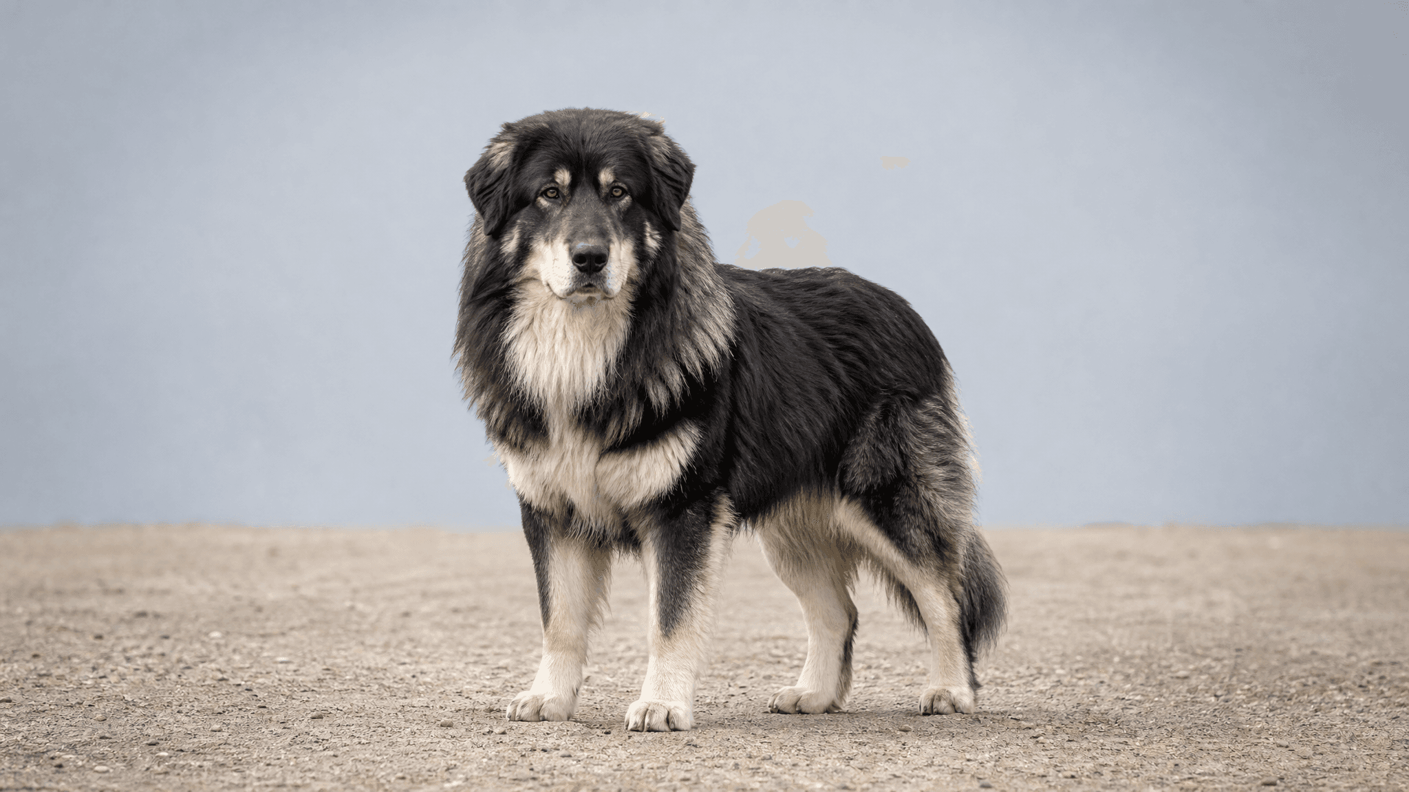 Atlas Mountain Dog (Aidi)