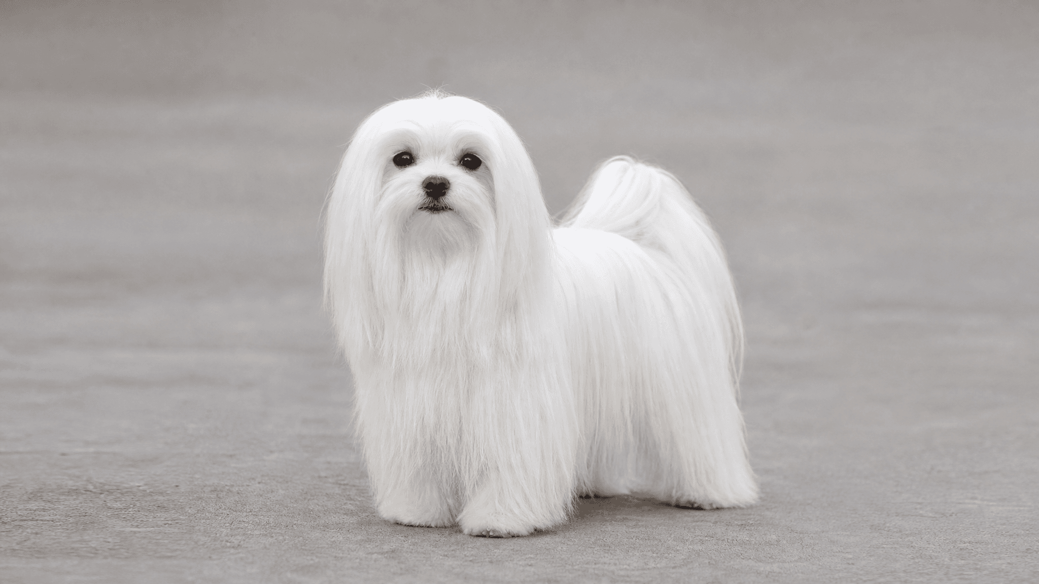 Maltese