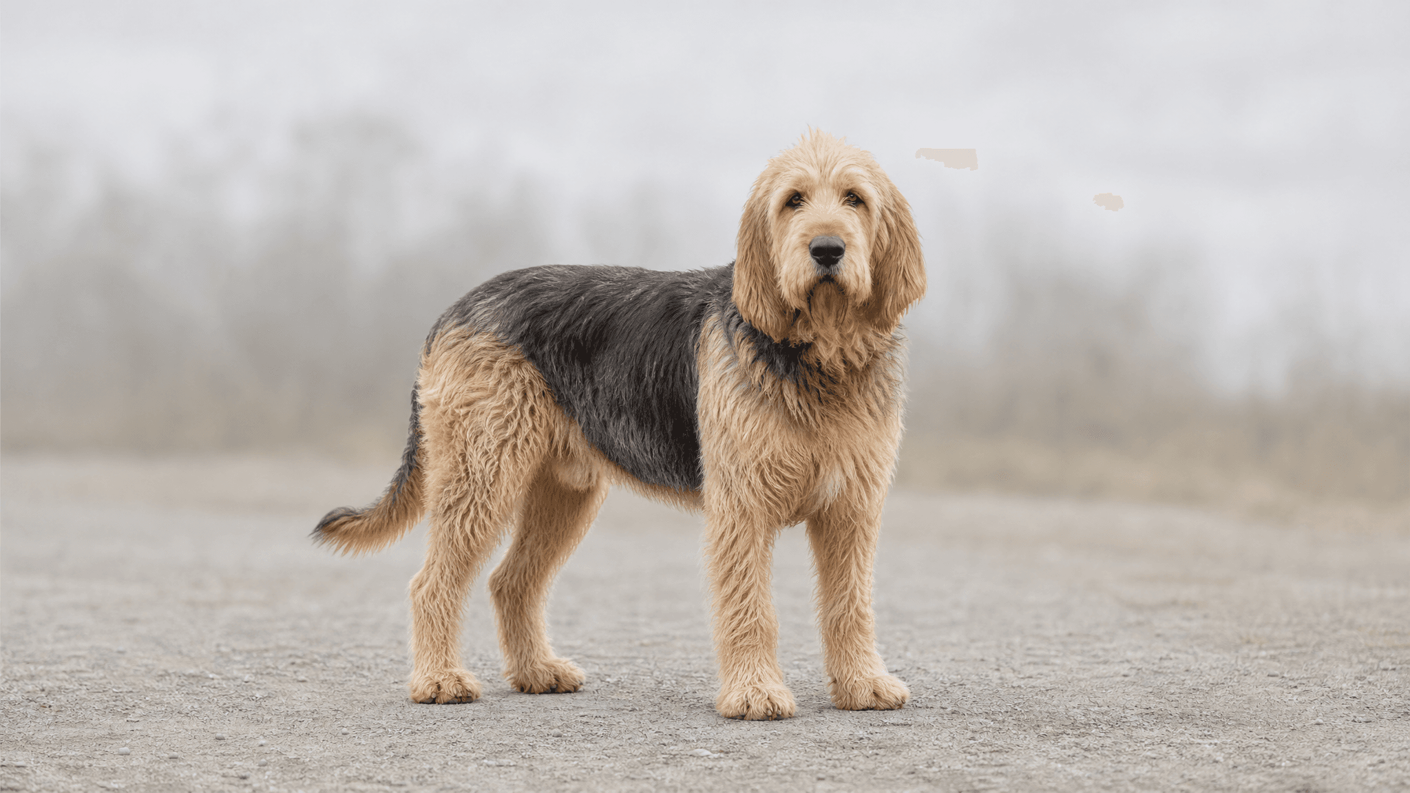 Otterhound
