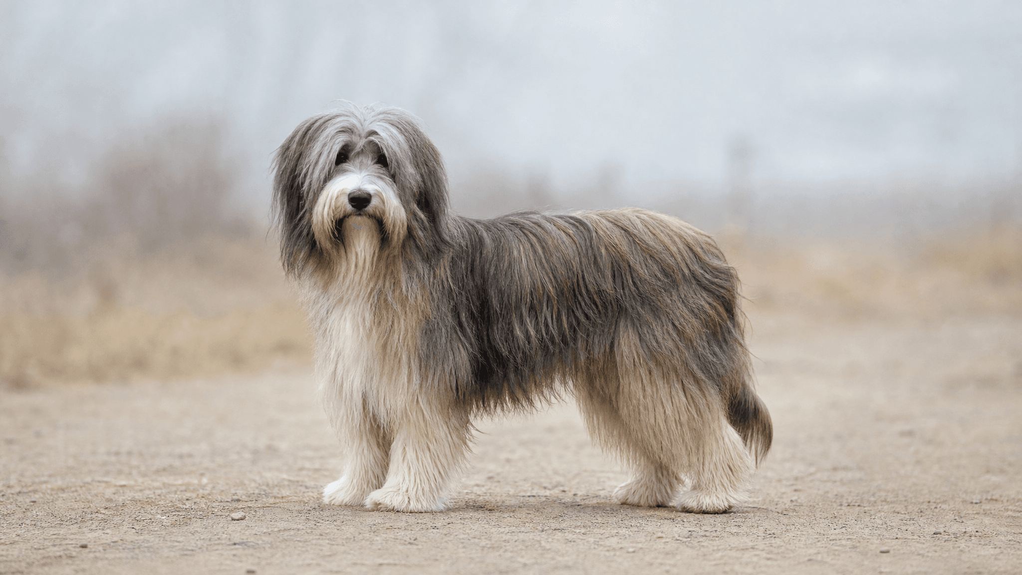 Long-Haired Pyrenean Sheepdog